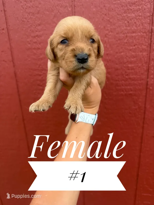 Millie – Miniature Golden Retriever puppy for sale in Mingo, IA