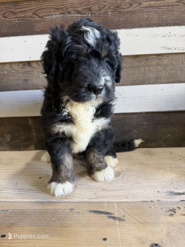 Jax – Bernedoodle puppy for sale in Mingo, IA