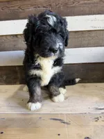 Jax, a male Bernedoodle for sale in Mingo, IA – 1 of 1