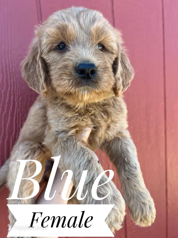 Blue – Goldendoodle puppy for sale in Mingo, IA