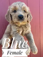 Blue, a female Goldendoodle for sale in Mingo, IA – 1 of 1