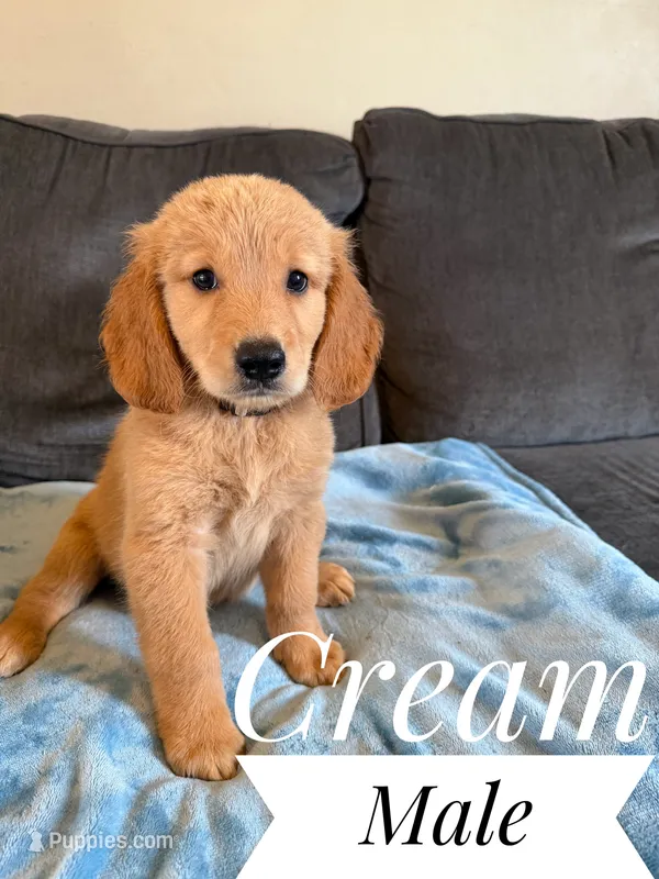 Cream – Miniature Golden Retriever puppy for sale in Mingo, IA