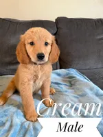 Cream, a male Miniature Golden Retriever for sale in Mingo, IA – 1 of 1