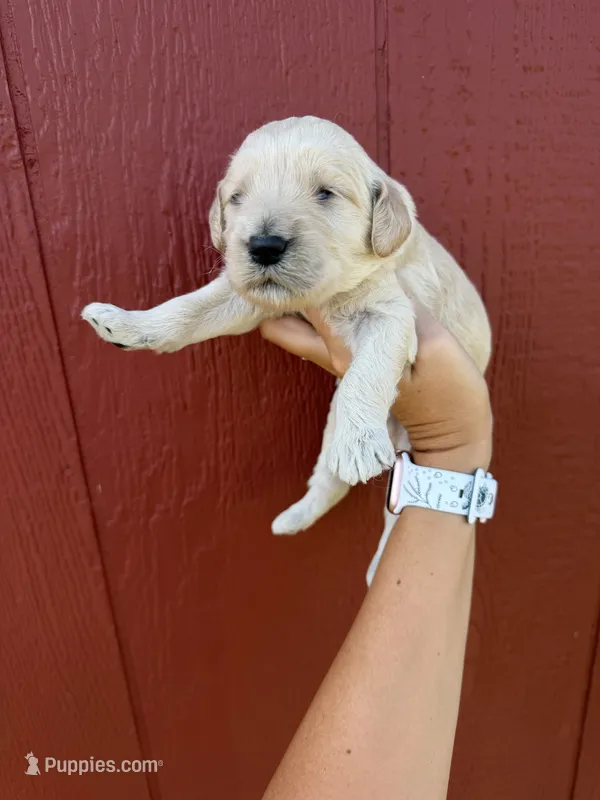 Bengie – Goldendoodle puppy for sale in Mingo, IA