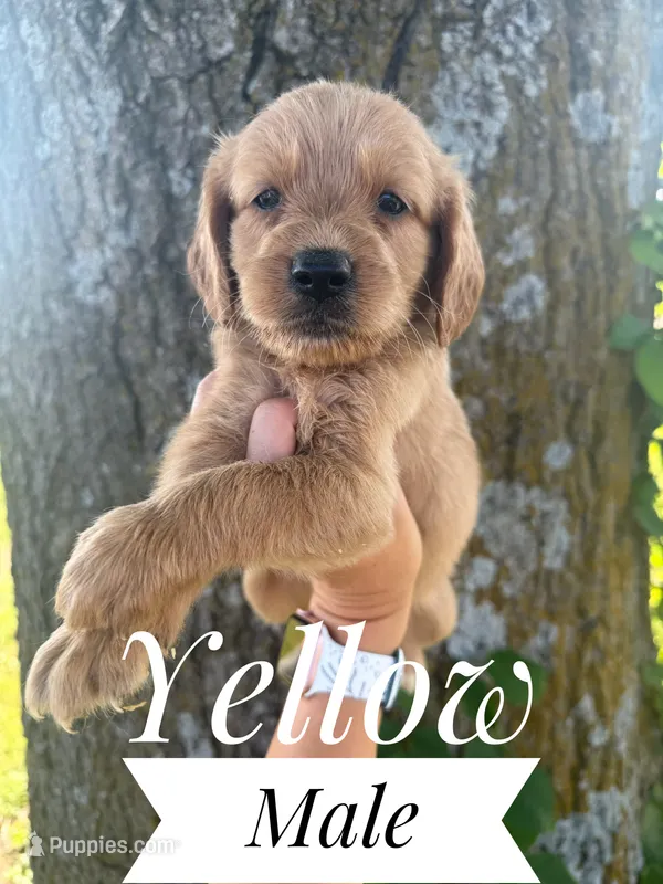 Moose – Miniature Golden Retriever puppy for sale in Mingo, IA