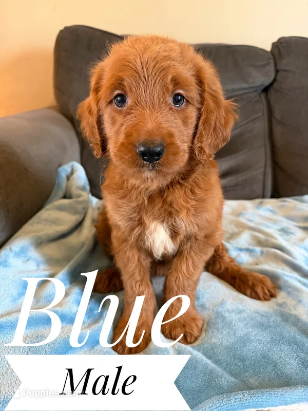 Cooper – Goldendoodle puppy for sale in Mingo, IA