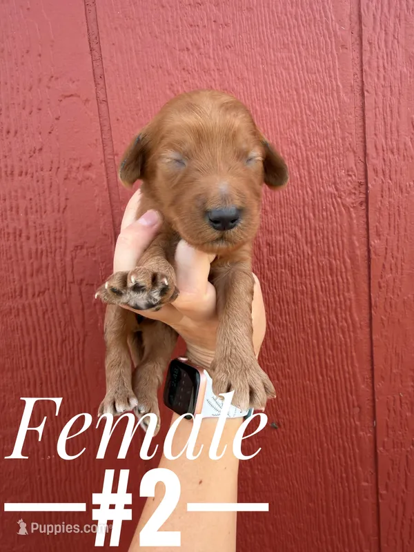 Daisy – Goldendoodle puppy for sale in Mingo, IA