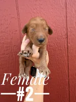 Daisy, a female Goldendoodle for sale in Mingo, IA – 1 of 1