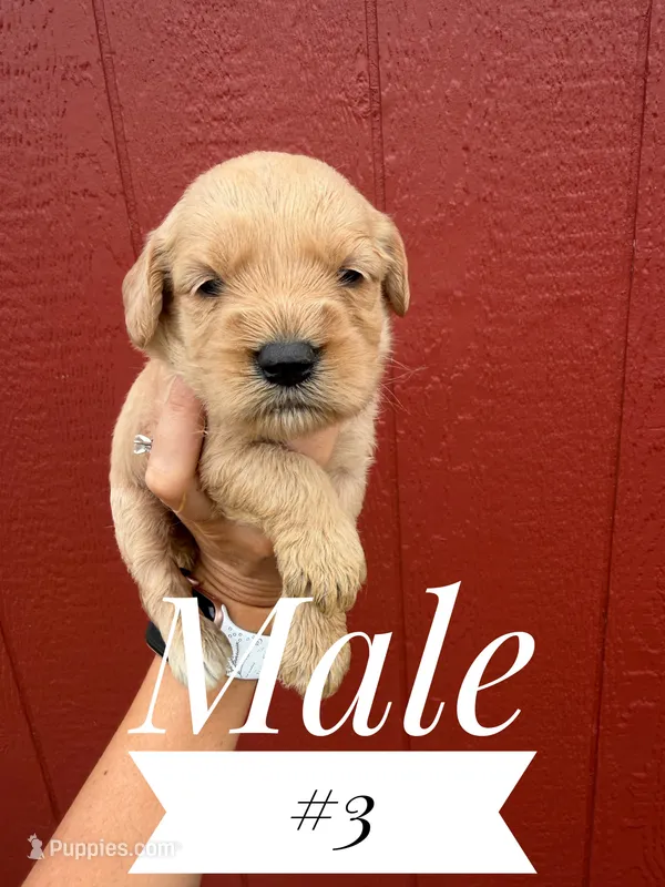 Moose – Miniature Golden Retriever puppy for sale in Mingo, IA