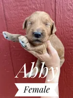 Abby, a female Goldendoodle for sale in Mingo, IA – 1 of 1