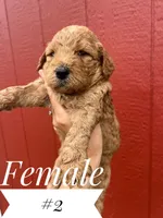 #2, a female Goldendoodle for sale in Mingo, IA – 1 of 1