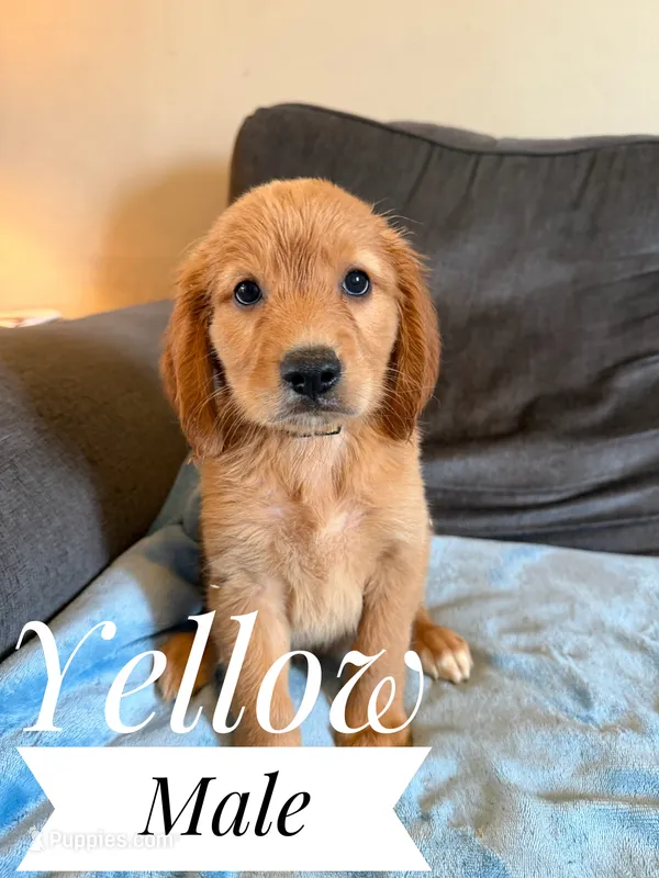 Moose – Miniature Golden Retriever puppy for sale in Mingo, IA