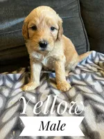 Yellow, a male Goldendoodle for sale in Mingo, IA – 1 of 1