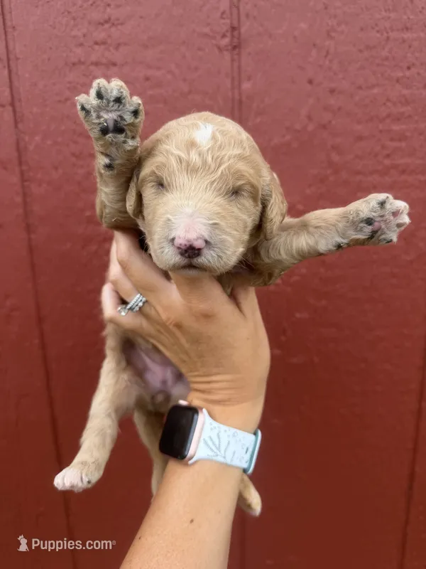 Pink – Goldendoodle puppy for sale in Mingo, IA