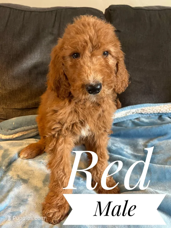 Red, a male Goldendoodle for sale in Mingo, IA – Photo 1 of 1
