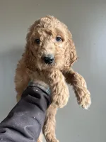 #3, a male Goldendoodle for sale in Mingo, IA – Photo 2 of 2