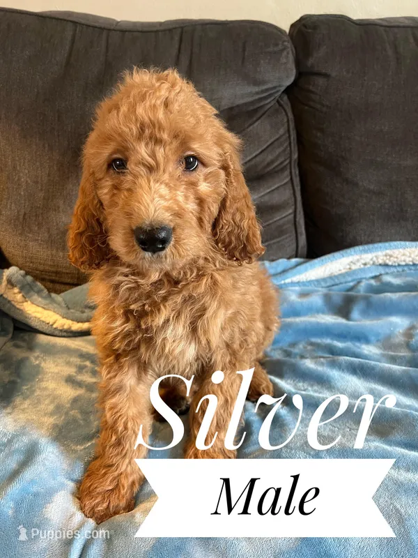 Silver – Goldendoodle puppy for sale in Mingo, IA