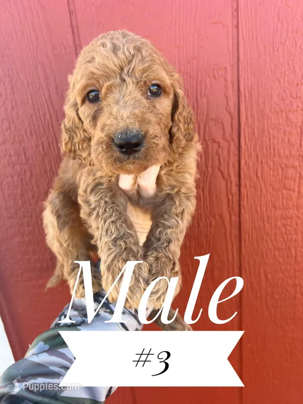#3 – Goldendoodle puppy for sale in Mingo, IA