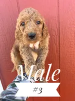 #3, a male Goldendoodle for sale in Mingo, IA – Photo 1 of 2