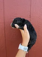 Jax, a male Bernedoodle for sale in Mingo, IA – 2 of 2