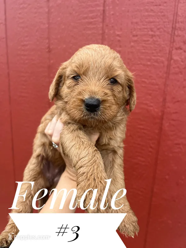 Abby – Goldendoodle puppy for sale in Mingo, IA