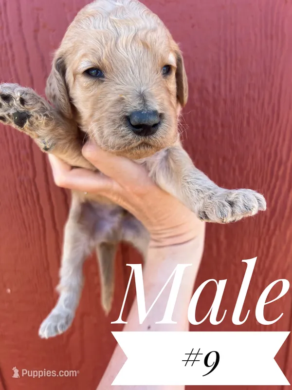 Frank – Goldendoodle puppy for sale in Mingo, IA