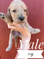 Frank, a male Goldendoodle for sale in Mingo, IA – 1 of 1