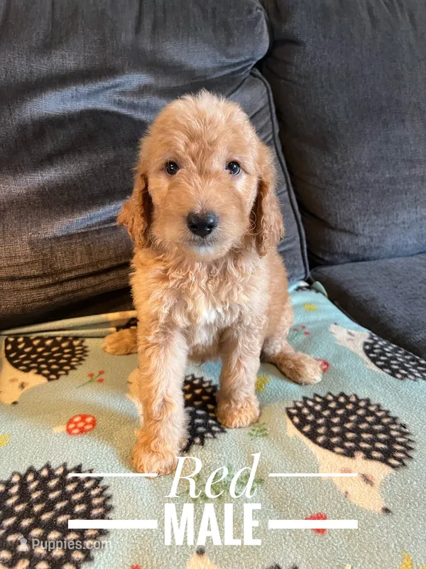 Red – Goldendoodle puppy for sale in Mingo, IA
