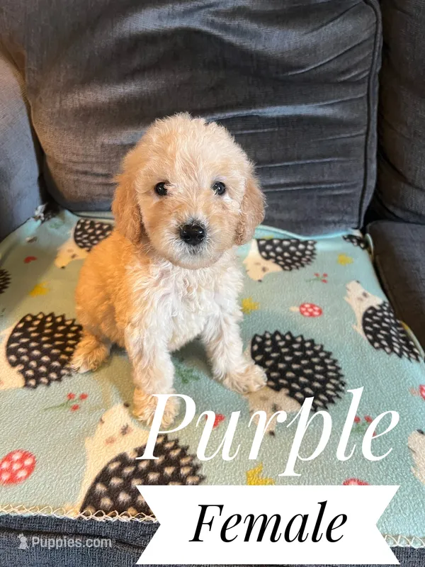 Purple  – Goldendoodle puppy for sale in Mingo, IA