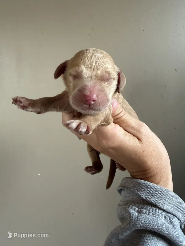 Red – Goldendoodle puppy for sale in Mingo, IA