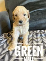 Neon green, a male Goldendoodle for sale in Mingo, IA – 1 of 1