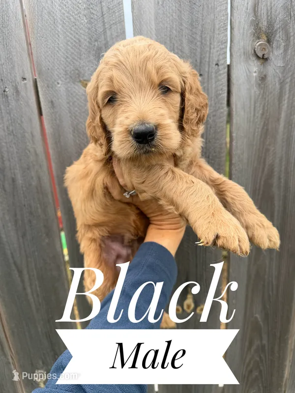 Cooper – Goldendoodle puppy for sale in Mingo, IA