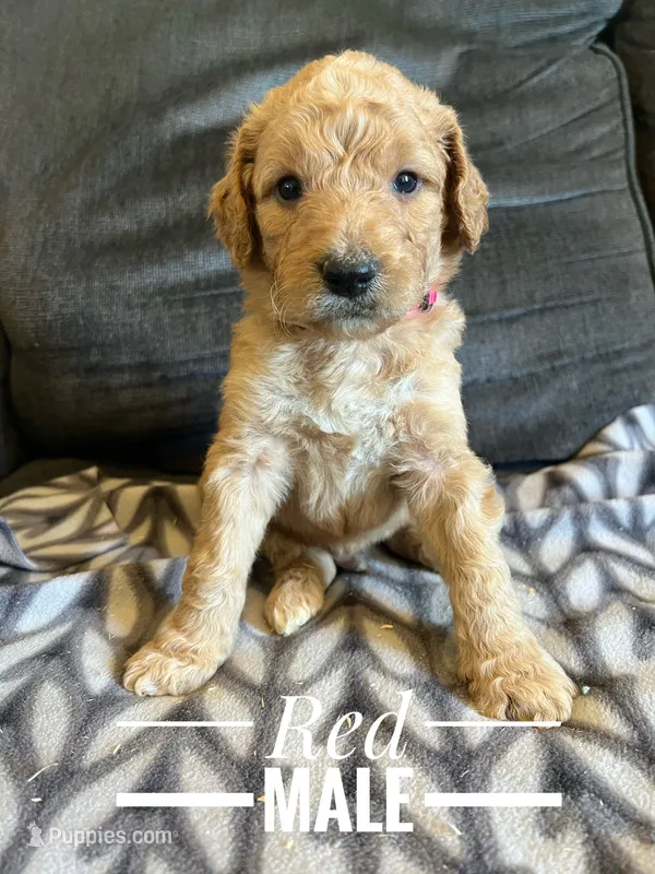 Red – Goldendoodle puppy for sale in Mingo, IA