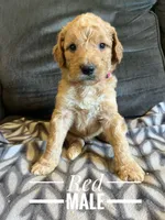 Red, a male Goldendoodle for sale in Mingo, IA – 1 of 1