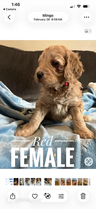 Red  – Goldendoodle puppy for sale in Mingo, IA