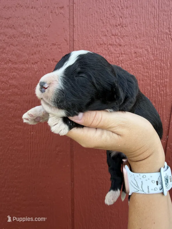 Hoggie – Bernedoodle puppy for sale in Mingo, IA