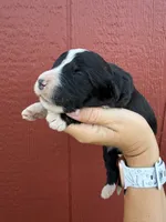 Hoggie, a male Bernedoodle for sale in Mingo, IA – 1 of 1