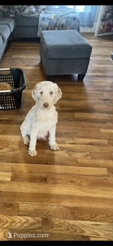 Ruby – Poodle - Standard  puppy for sale in Mingo, IA