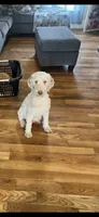 Ruby, a female Poodle - Standard  for sale in Mingo, IA – 1 of 1