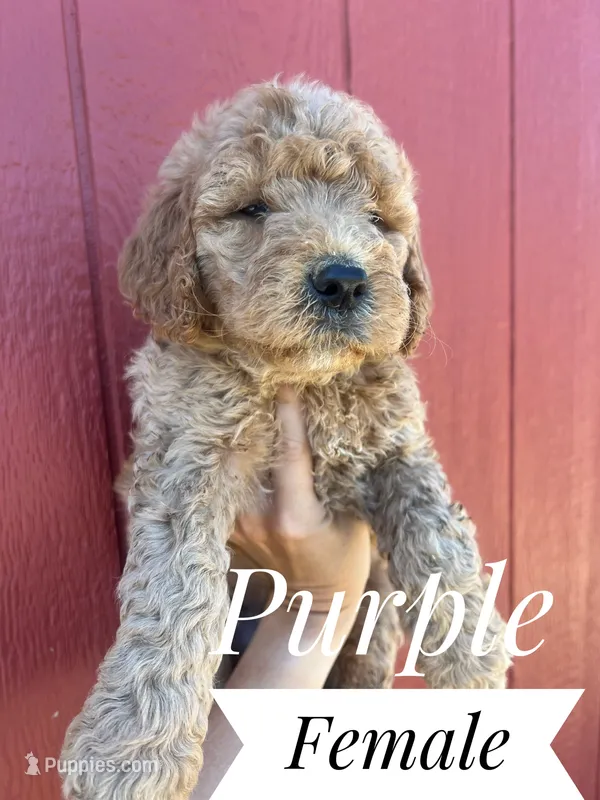 Purple – Goldendoodle puppy for sale in Mingo, IA