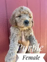 Purple, a female Goldendoodle for sale in Mingo, IA – 1 of 1