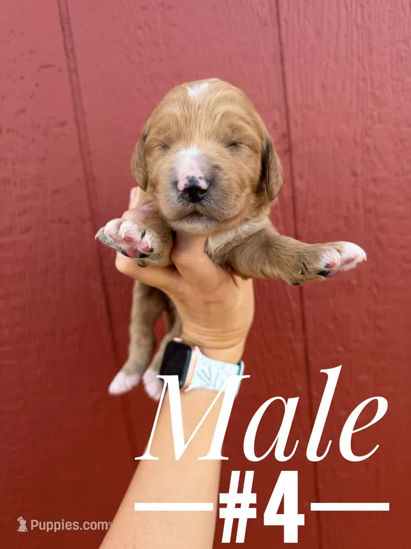 bronco – Goldendoodle puppy for sale in Mingo, IA