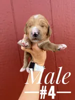 bronco, a male Goldendoodle for sale in Mingo, IA – 1 of 1