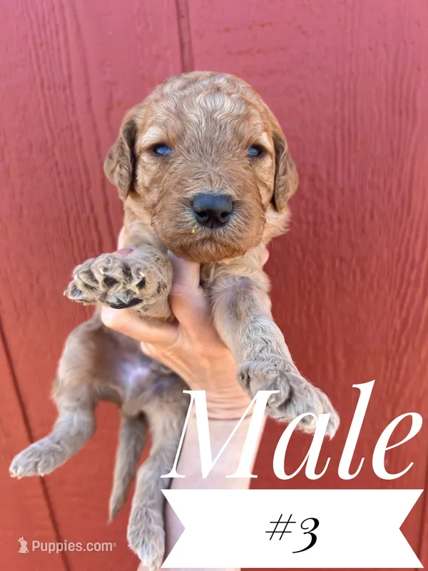 Pretzel – Goldendoodle puppy for sale in Mingo, IA