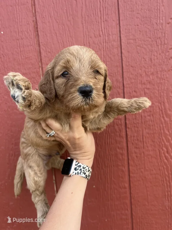 Rex – Goldendoodle puppy for sale in Mingo, IA