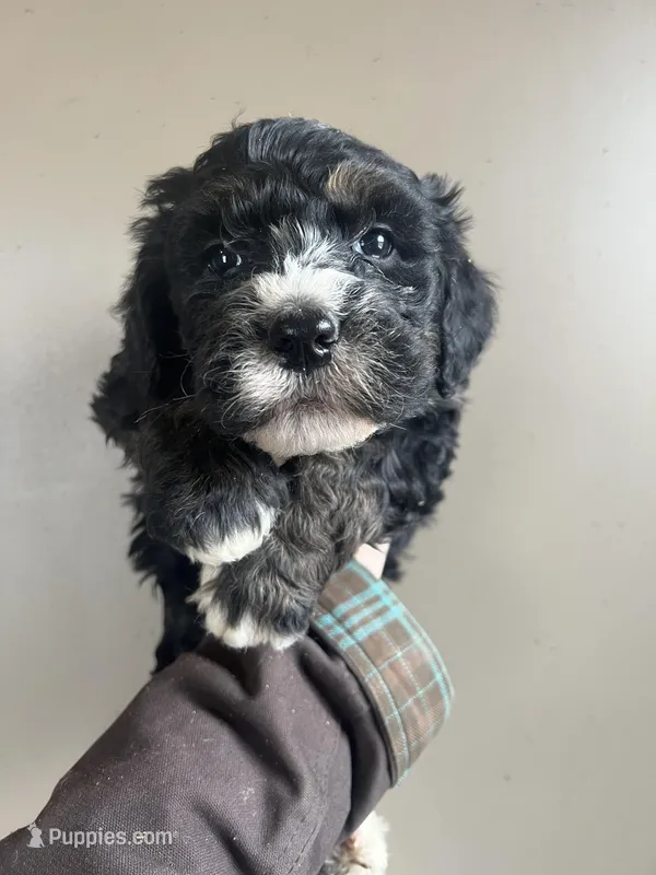 Bronco , a male Bernedoodle for sale in Mingo, IA – Photo 1 of 1