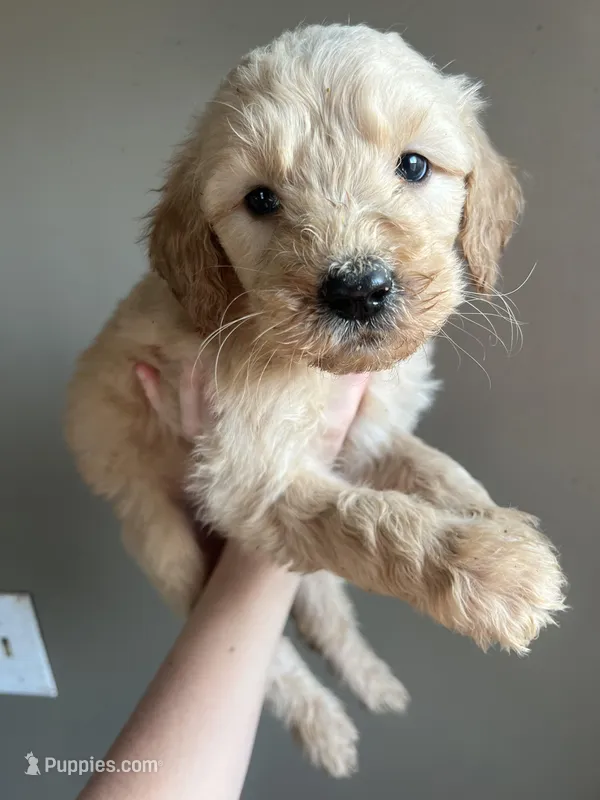 Bear – Goldendoodle puppy for sale in Mingo, IA