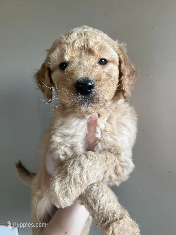 Cedar , a male Goldendoodle for sale in Mingo, IA – Photo 1 of 1