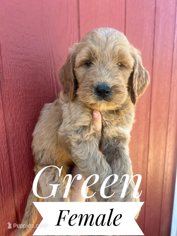 Green – Goldendoodle puppy for sale in Mingo, IA