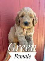 Green, a female Goldendoodle for sale in Mingo, IA – 1 of 1